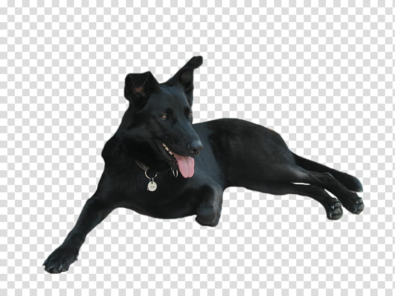 Black Dog, black German shepherd lying down transparent background PNG clipart