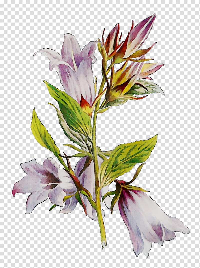 Flowers, Lily Of The Incas, Cut Flowers, Plant Stem, Plants, Lily M, Peruvian Lily, Petal transparent background PNG clipart