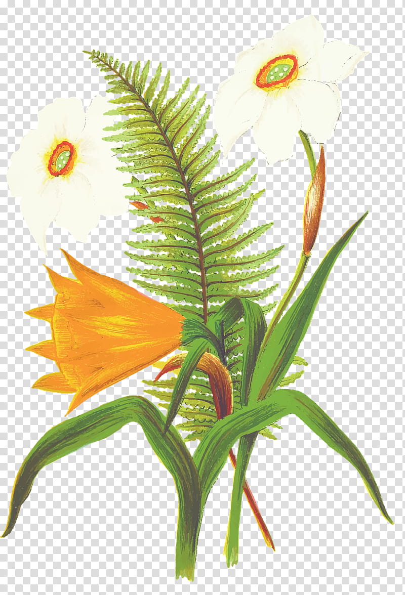 bird of paradise, Flower, Plant, Leaf, Terrestrial Plant, Plant Stem, Houseplant, Heliconia transparent background PNG clipart