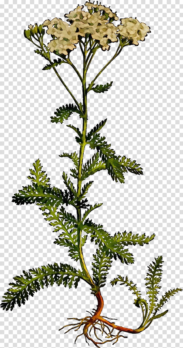 Red Tree, Yarrow, Plants, Tansy, Daphne Mezereum, Medicinal Plants, Herb, Herbaceous Plant transparent background PNG clipart