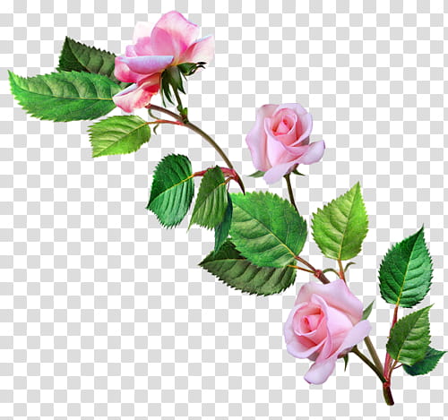 Leaves and flowers , pink rose flowers transparent background PNG clipart