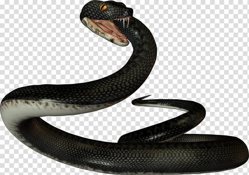 Black Snakes, black snake illustration transparent background PNG clipart