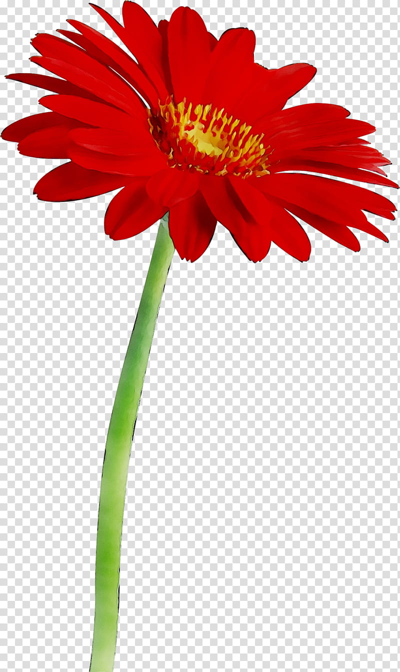 Flowers, Barberton Daisy, Gerbera, Petal, Plant, Cut Flowers, Plant Stem, Daisy Family transparent background PNG clipart