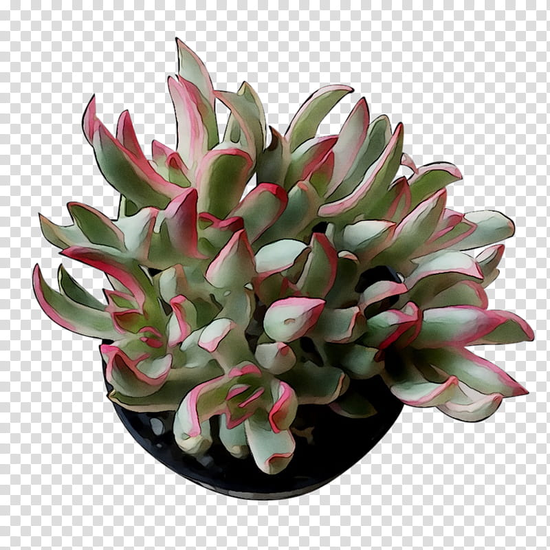 Pink Flower, Stonecrops, Cut Flowers, Flowerpot, Houseplant, Echeveria, Pachyphytum, White Mexican Rose transparent background PNG clipart