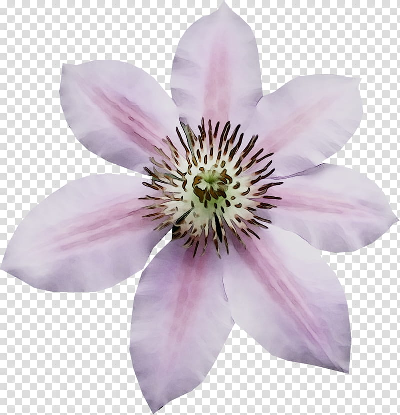 Pink Flower, Leather Flower, Petal, Plant, Clematis, Wildflower transparent background PNG clipart