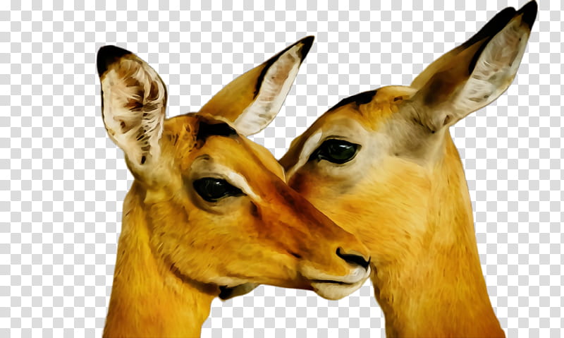 wildlife terrestrial animal impala antelope snout, Watercolor, Paint, Wet Ink, Deer, Cowgoat Family, Adaptation transparent background PNG clipart