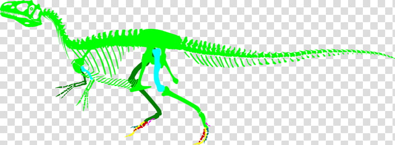 Skull Art, Allosaurus, Saurophaganax, Big Al, Dinosaur, Velociraptor, Tyrannosaurus, Theropods transparent background PNG clipart