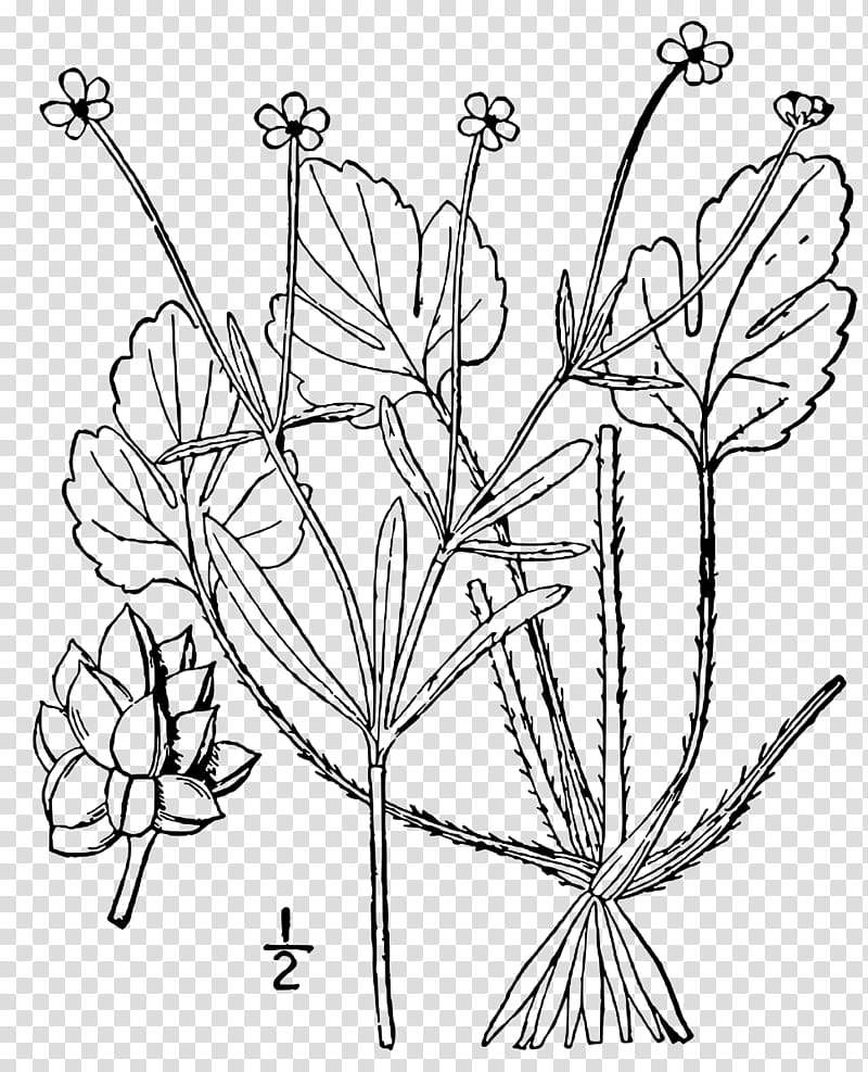 Drawing Of Family, Buttercup, Ranunculus Micranthus, Blossom Bubbles And Buttercup, Line Art, Buttercups, Plant, Flower transparent background PNG clipart