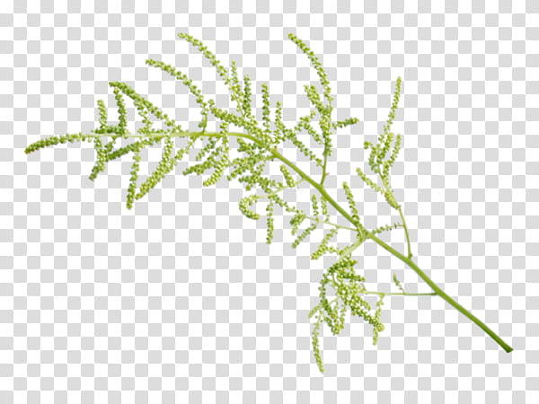 Family Tree Drawing, Leaf, Blog, Plant Stem, Maple Leaf, Green, Plants, Grass transparent background PNG clipart