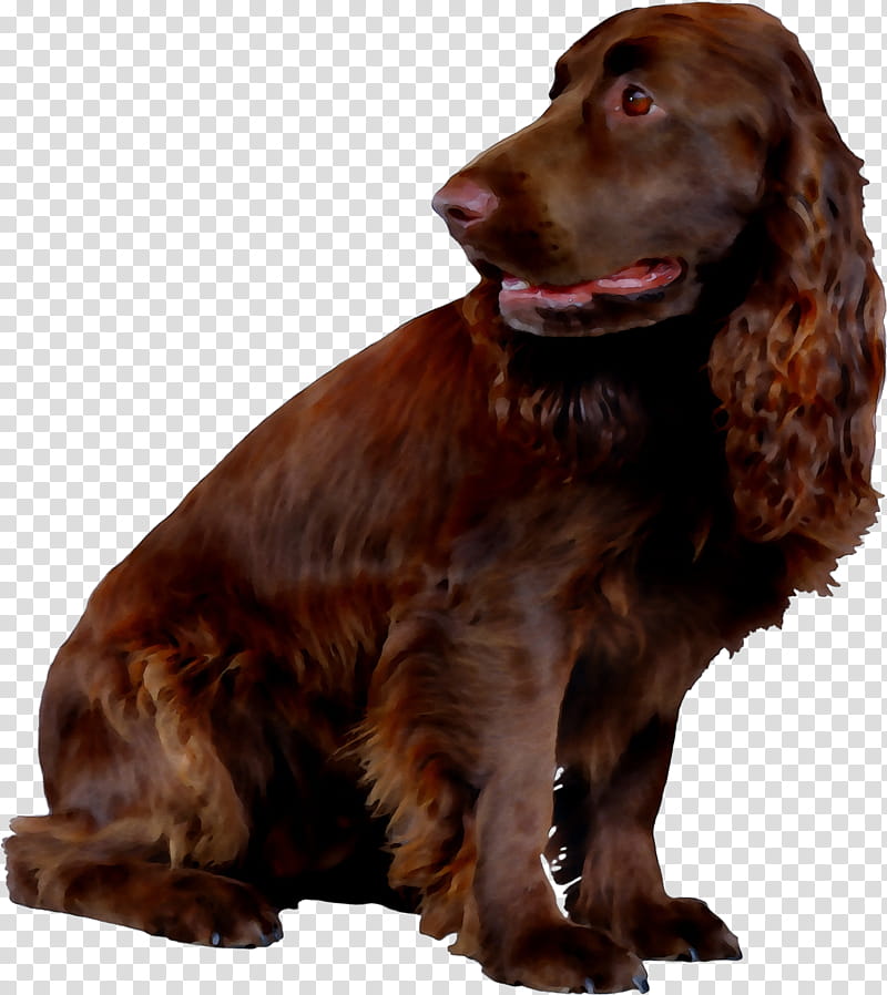 Dog, Field Spaniel, Irish Setter, American Cocker Spaniel, English Cocker Spaniel, Boykin Spaniel, American Water Spaniel, Sussex Spaniel transparent background PNG clipart