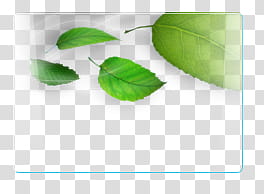 Vista Rainbar V English, four green-leaf plants transparent background PNG clipart