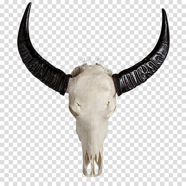 Drawing Of Family, Skull, Horn, Bone, Cattle, Animal Skulls, Sculpture, Live transparent background PNG clipart