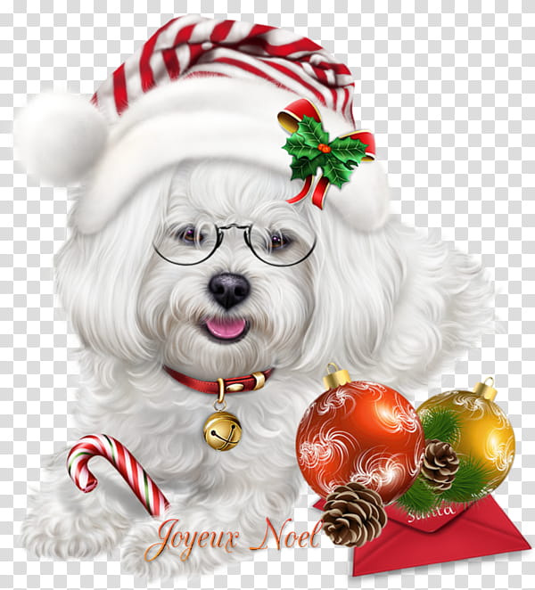 Christmas Dog, Maltese Dog, Bichon Frise, Pug, Puppy, Shih Tzu, Christmas Day, Animal transparent background PNG clipart