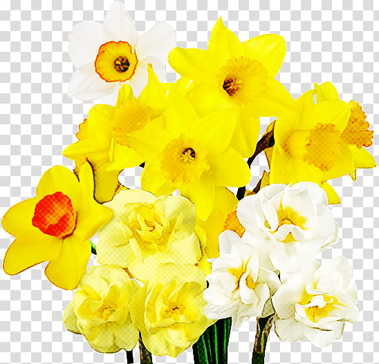 Cut flowers Plant stem Narcissus Herbaceous plant Yellow, Plants, Petal, Spring Framework, Bouquet, Amaryllis Family, Artificial Flower, Cattleya transparent background PNG clipart