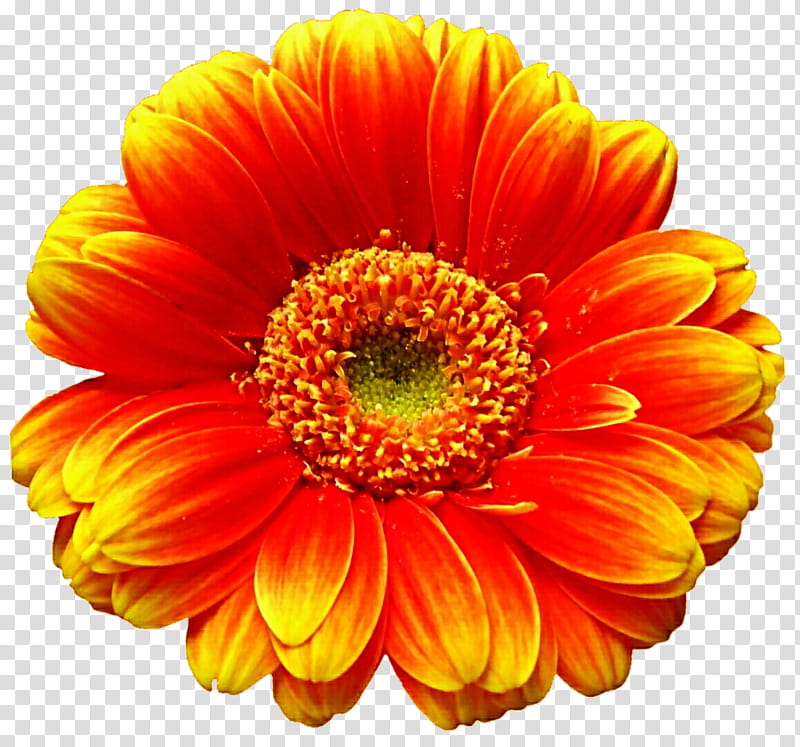 Tuscan Sunset Daisy transparent background PNG clipart