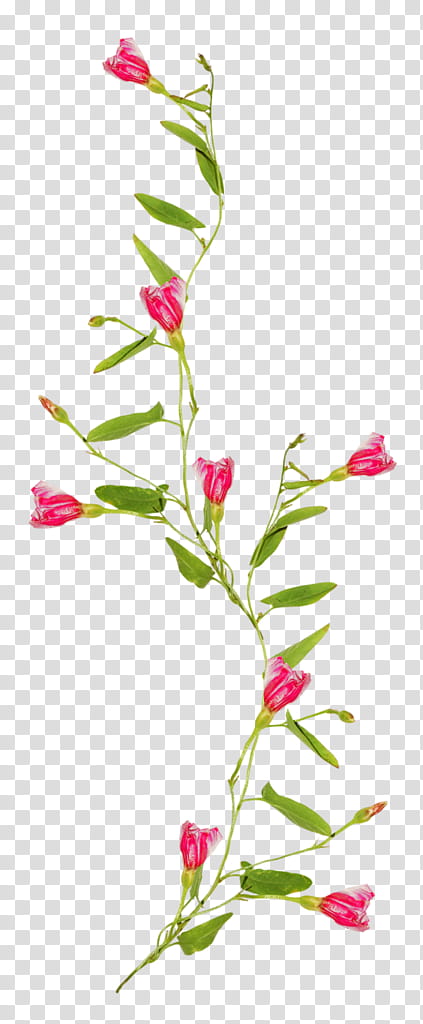 pink flower vine transparent background PNG clipart