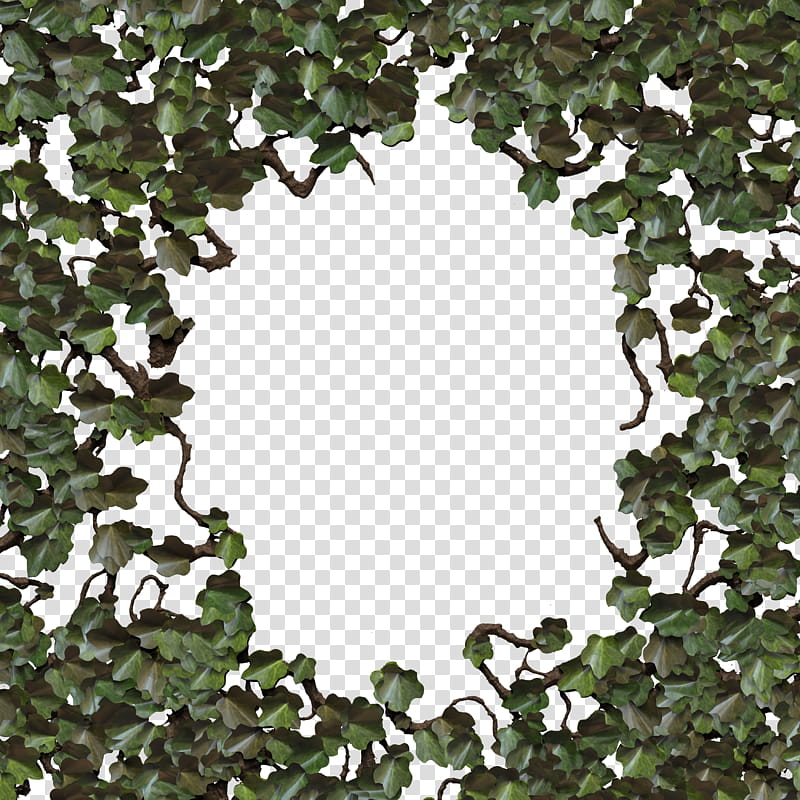 Wild Ivy climbing plant green v transparent background PNG clipart