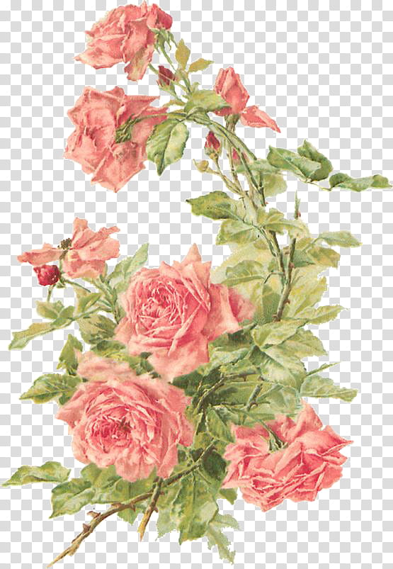 Vintage ll, pink rose plant illustration transparent background PNG clipart
