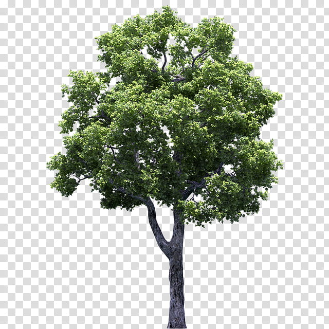 Oak Tree Drawing, Architecture, Plane Trees, Plant, Woody Plant, Flower, Leaf, California Live Oak transparent background PNG clipart