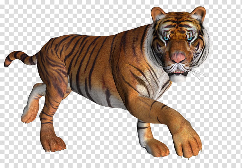 TWD Two Tigers, adult tiger illustration transparent background PNG clipart