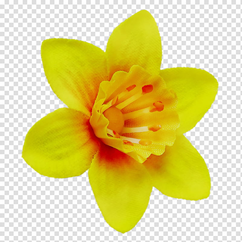 Yellow Flower, Narcissus, Petal, Plant, Wildflower, Herbaceous Plant, Amaryllis Family transparent background PNG clipart