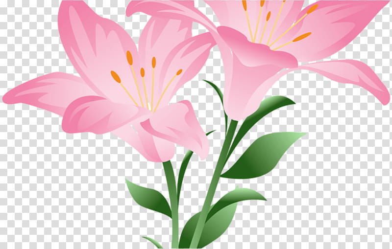 flower petal plant peruvian lily lily, Cut Flowers, Pink, Pedicel transparent background PNG clipart