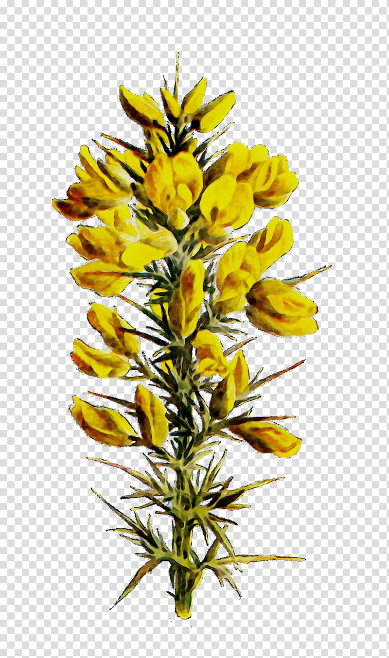 Flower Stem, Yellow, Plant Stem, Plants, Lodgepole Pine, American Larch, Broomrape, Garden Loosestrife transparent background PNG clipart