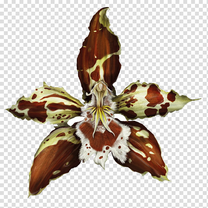 Orchid Flower, Dancinglady Orchid, Plants, Odontoglossum, Leaf, Petal, Biodiversity, Ornamental Plant transparent background PNG clipart