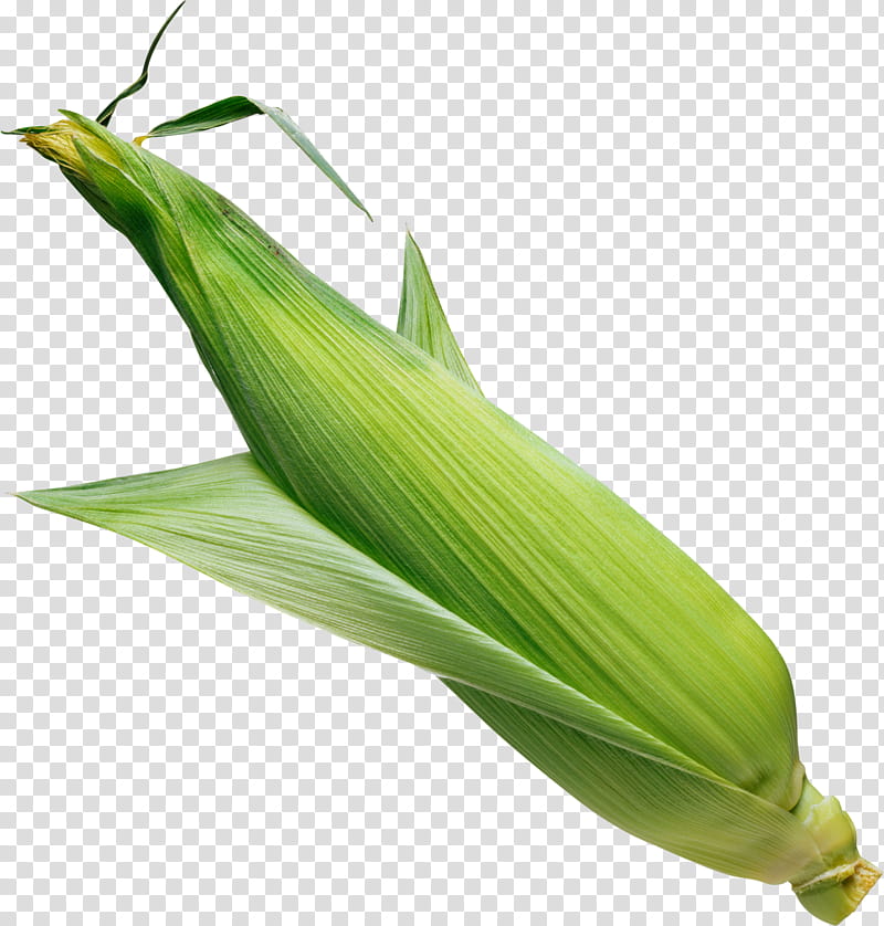 Flower Field, Corn On The Cob, Flint Corn, Sweet Corn, Flour Corn, Corn Kernel, Dent Corn, Pod Corn transparent background PNG clipart