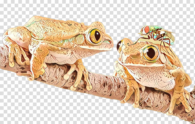 frog true frog toad true toad bullfrog, Bufo, Wood Frog, Tree Frog, Anaxyrus, Cane Toad, Beaked Toad, Shrub Frog transparent background PNG clipart