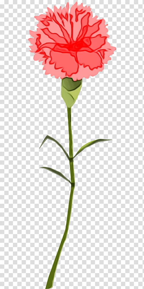 Drawing Of Family, Carnation, Flower, Plant, Cut Flowers, Pedicel, Plant Stem, Sweet William transparent background PNG clipart