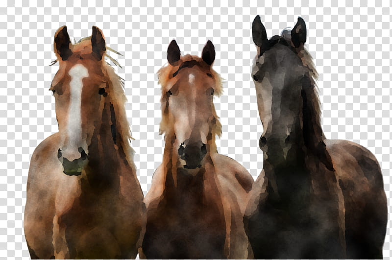 horse mane mare herd sorrel, Stallion, Snout transparent background PNG clipart