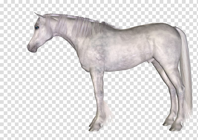 Free Resource arabian, white horse transparent background PNG clipart
