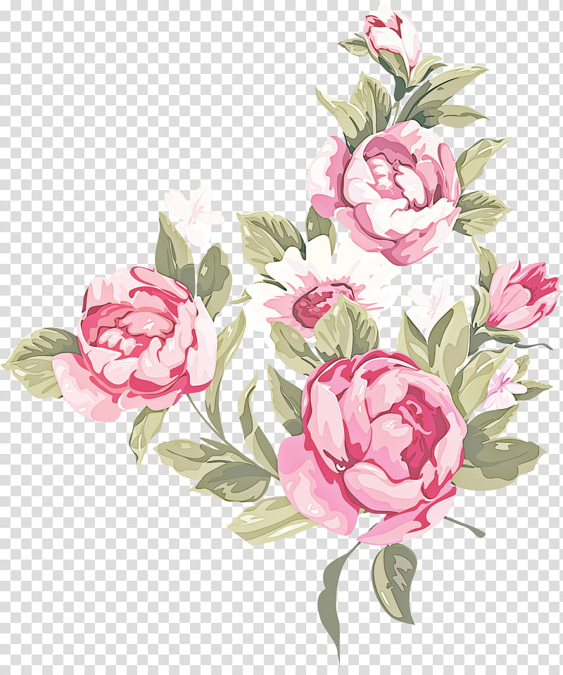 Garden roses, Flower, Pink, Plant, Cut Flowers, Flowering Plant, Common Peony transparent background PNG clipart