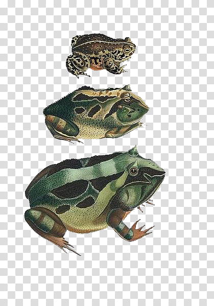 Frog, American Bullfrog, Natterjack Toad, Amphibians, Common Frog, Common Toad, Art Museum, True Frog transparent background PNG clipart
