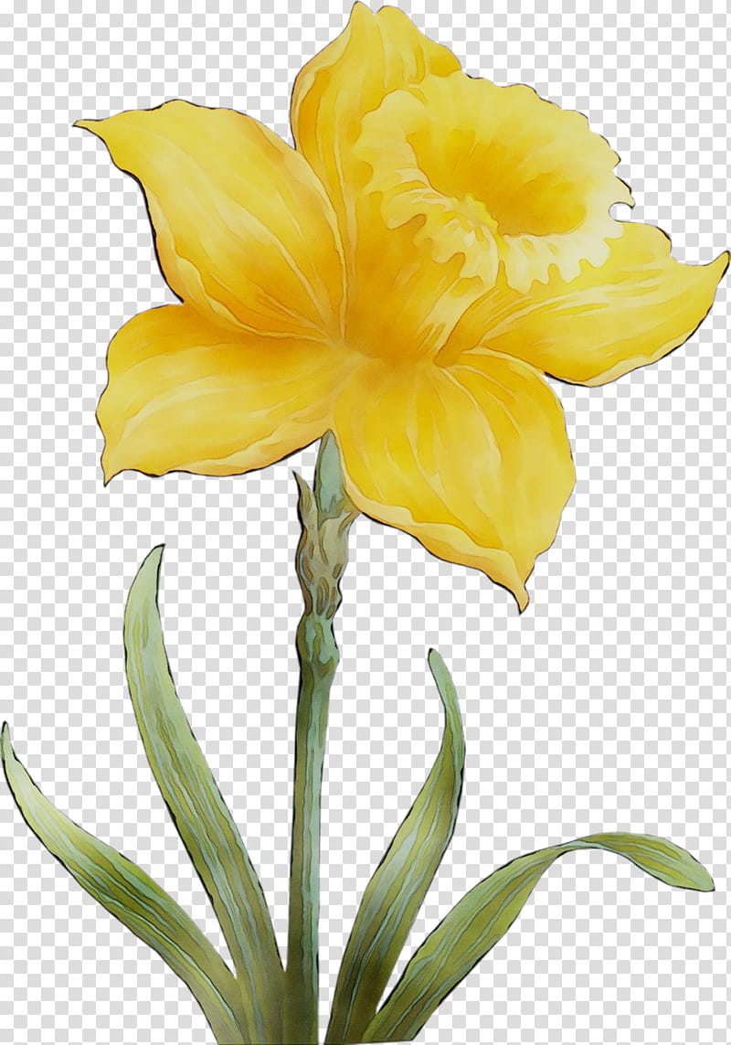 Lily Flower, Amaryllis, Jersey Lily, Cut Flowers, Yellow, Plant Stem, Canna, Herbaceous Plant transparent background PNG clipart
