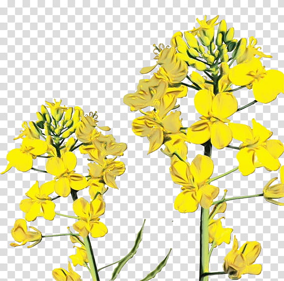 flowering plant flower rapeseed plant yellow, Watercolor, Paint, Wet Ink, Canola, Brassica Rapa, Cut Flowers, Mustard Plant transparent background PNG clipart