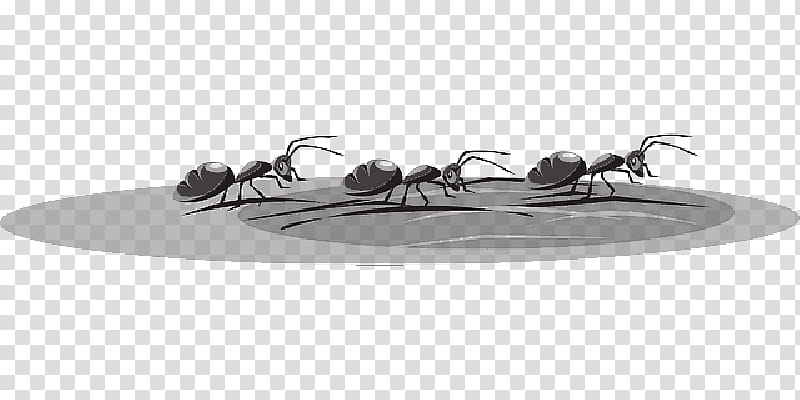 Ant, Insect, Fire Ant, Drawing, Pest, Membranewinged Insect, Wildlife transparent background PNG clipart