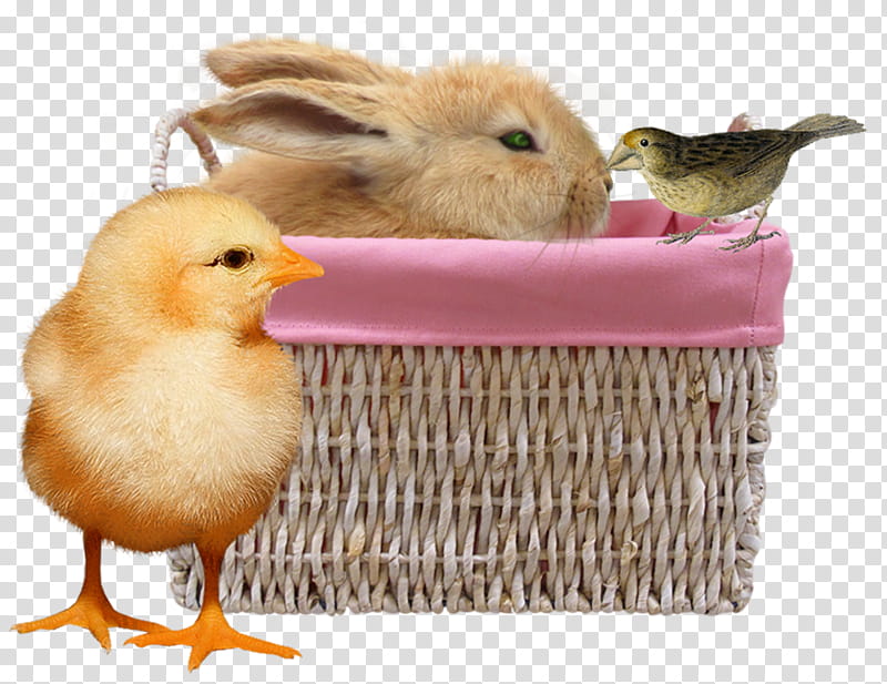 brow chick near rabbit in a basket transparent background PNG clipart