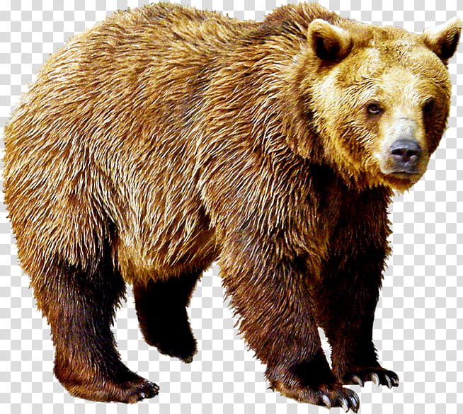 Polar Bear, Wolf, Reindeer, Animal, Alaska Peninsula Brown Bear, Grizzly Bear, Snout, Fur transparent background PNG clipart