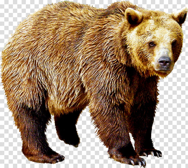 bear PNG transparent image download, size: 620x752px