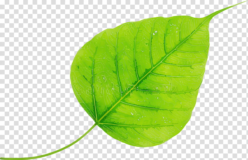 leaf green plant flower tree, Bodhi Leaf, Bodhi Day, Watercolor, Paint, Wet Ink, Anthurium, Plant Stem transparent background PNG clipart