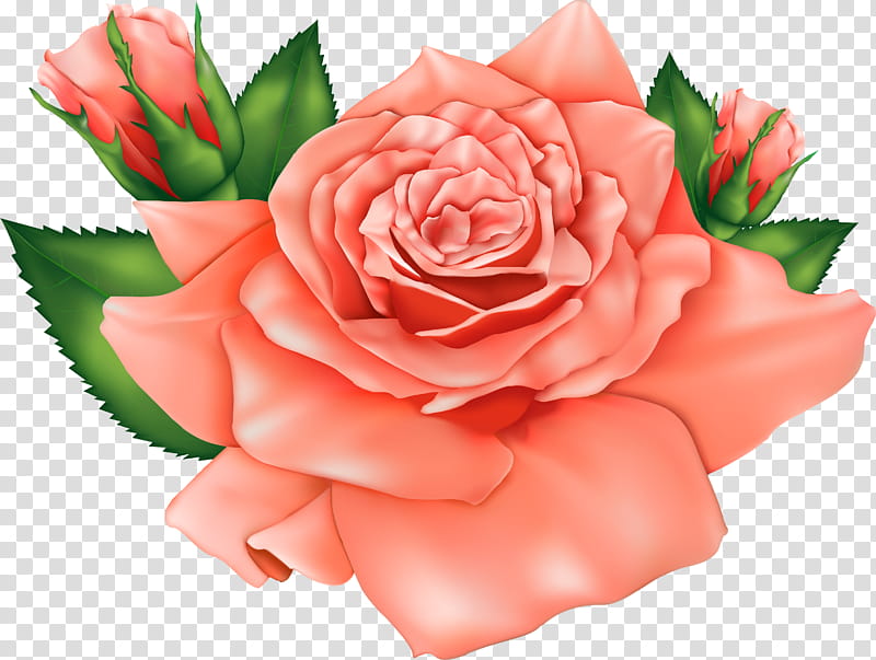 Black Pink Rose, Flower, Black Rose, Garden Roses, Rose Family, Petal, Hybrid Tea Rose, Plant transparent background PNG clipart