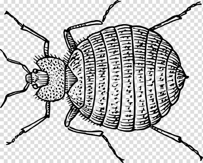 100000 Bed bug infestation Vector Images  Depositphotos