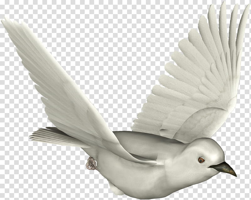 Doves, white dove D transparent background PNG clipart