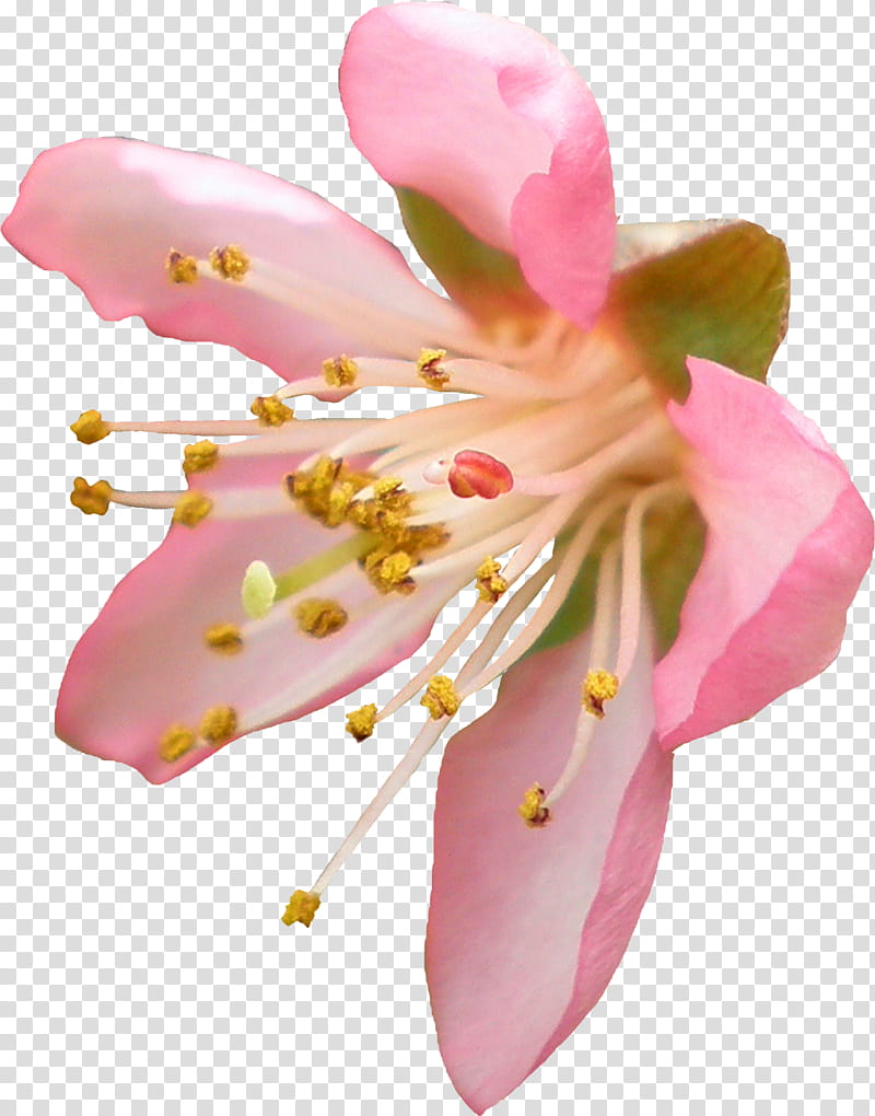 Peach Blossom, pink petaled flower transparent background PNG clipart