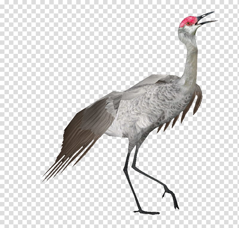 Crane Bird, Sandhill Crane, Whooping Crane, Hooded Crane, Antigone, Desert, Stork, Grus transparent background PNG clipart