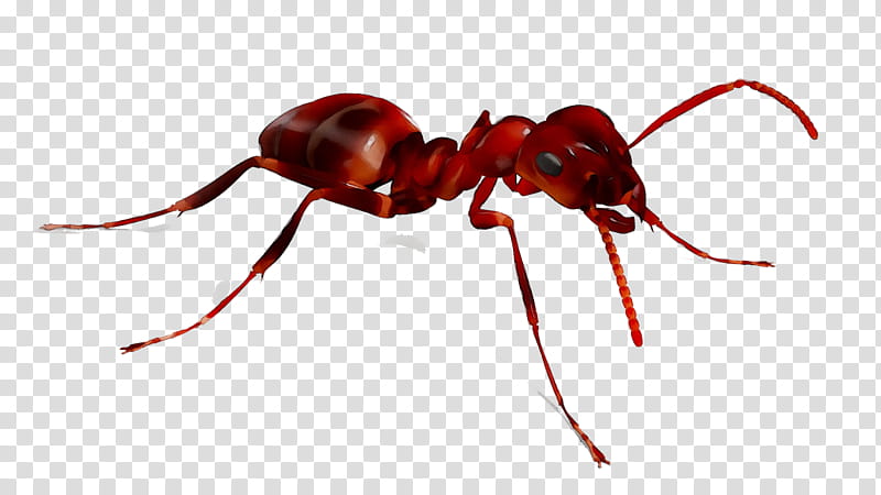 Ant, Weevil, Termite, Insect, Kitchen, Food, Pest, Pest Control transparent background PNG clipart