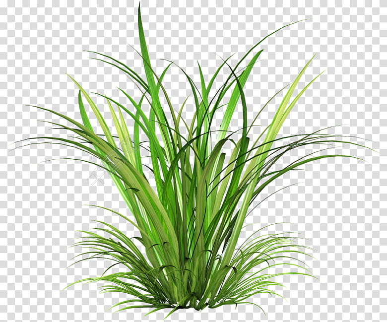 Family Tree, Grasses, Plant, Grass Family, Aquarium Decor, Sweet Grass, Plant Stem, Herb transparent background PNG clipart