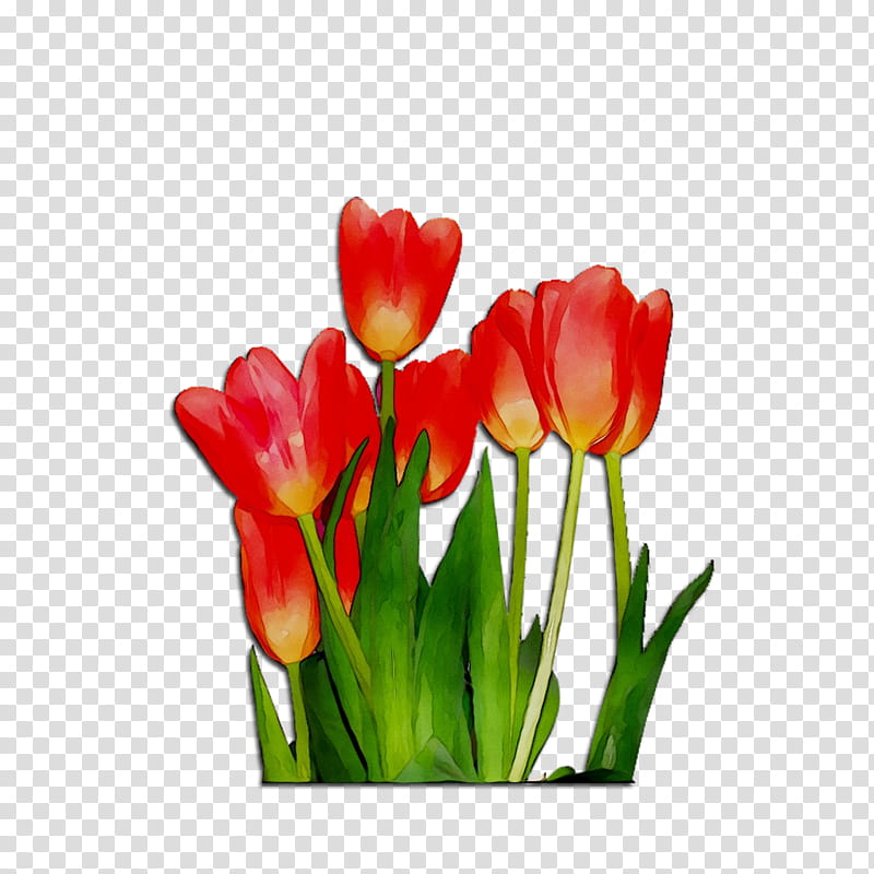 Flowers, Tulip, Cut Flowers, Plant Stem, Bud, Petal, Orange Sa, Plants transparent background PNG clipart